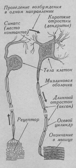 Отросток нейрона сканворд 5 букв. Длинный отросток нервной клетки. Центробежный и центростремительный Нейрон.