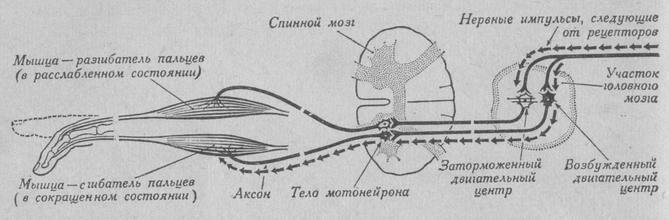 Схема передачи импульсов. Схема проведения нервного импульса. Процесс проведения нервного импульса в ЦНС. Схема передачи нервного импульса.